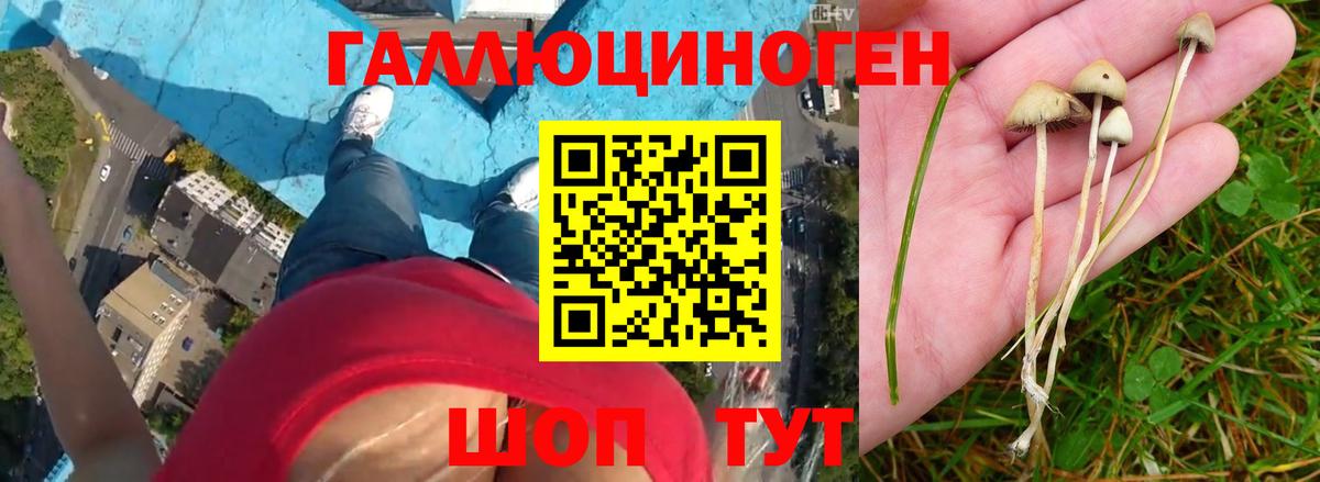 Галлюциногенные грибы GOLDEN TEACHER Фурманов